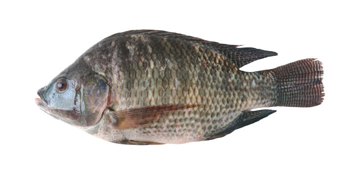 tilapia_1-removebg-preview tilapia_1-removebg-preview